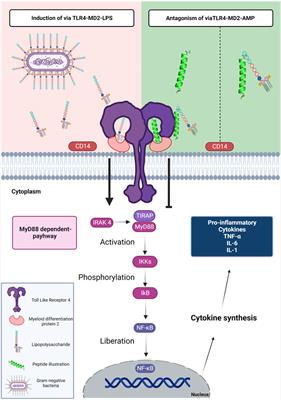 Antimicrobial peptides could antagonize uncontrolled inflammation via Toll-like 4 receptor